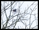Mésange à longue queue