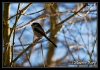 Mésange à longue queue