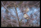 Moineau domestique