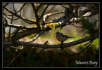 Pinson des arbres