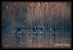 Grands Cormorans