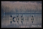 Grands Cormorans