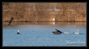Grands Cormorans à table