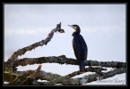 Grand Cormoran