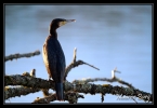 Grand Cormoran
