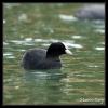 Foulque Macroule