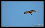 Buse variable