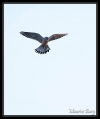 Rapaces