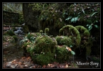 Le ruisseau de Norvaux, le moulin amont