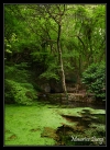 Source de la Foulatière