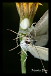 Araignée crabe ( Thomise)