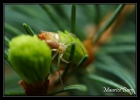 Arachnides