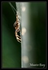 Epeire en contre-jour