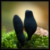 Xylaire polymorphe