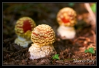 Amanites tue-mouches