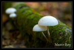 Mucidule visqueuse