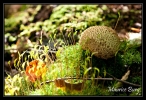 Scléroderme vulgaire