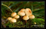 Hypholomes en touffe