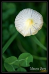 Fleur ou champignon? (bolbitie jaune d'oeuf)