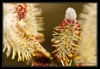 Osier rouge, inflorescence