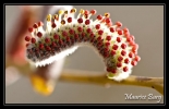 Osier rouge, inflorescence