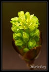 Fleur d'érable