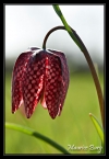 Fritillaire pintade