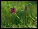Fritillaires pintades