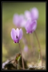 Cyclamens sauvages