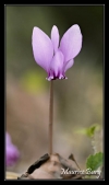 Cyclamen sauvage