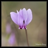 Cyclamen sauvage