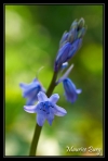 Jacinthe des bois