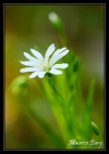 Stellaire holostée
