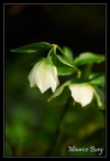 Hellébore (roses de Noël)