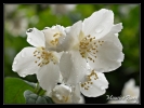 Fleurs du jardin