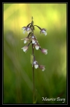 Epipactis des marais
