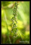 Epipactis etc...