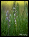 Epipactis des marais