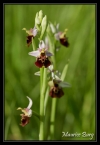 Ophrys bourdon