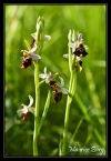Ophrys bourdon