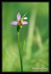 Ophrys abeille (var. curviflora)