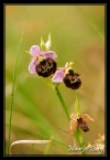 Ophrys bourdon