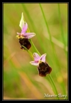 Ophrys bourdon