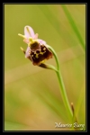 Ophrys bourdon