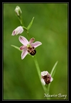 Ophris abeille