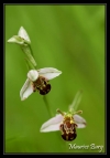 Ophris abeille