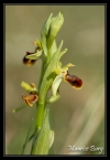 Ophris petite araignée