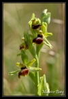 Ophris petite araignée et son invité