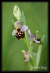 Ophrys bourdon
