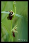 Ophris mouche